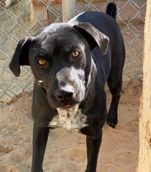 Monica, Young Female Labrador Retriever