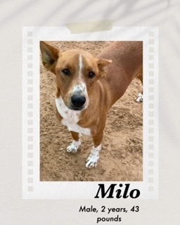 Milo