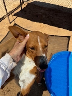Milo, an adoptable Basenji in Puerto Penasco, SON, 83550 | Photo Image 2