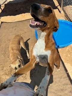 Milo, an adoptable Basenji in Puerto Penasco, SON, 83550 | Photo Image 3
