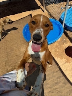 Milo, an adoptable Basenji in Puerto Penasco, SON, 83550 | Photo Image 4