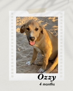 Ozzy
