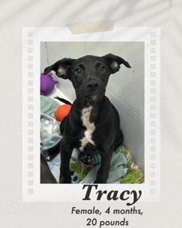 Tracy