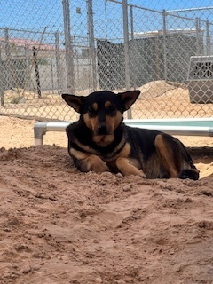 Gillian, Adult Female Australian Kelpie