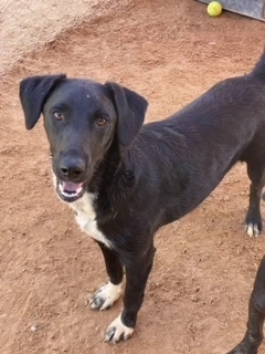 Sylvester, Young Male Labrador Retriever