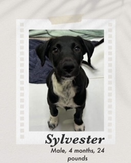 Sylvester