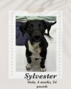 Sylvester photo 2