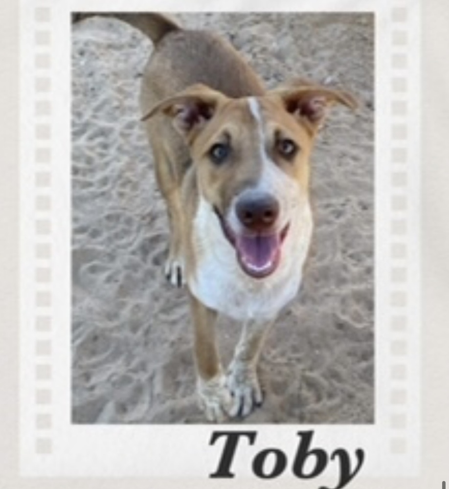 Toby, an adoptable Basenji, Cattle Dog in Puerto Penasco, SON, 83550 | Photo Image 1