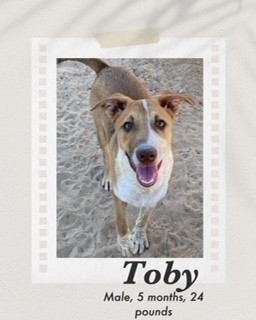 Toby, an adoptable Basenji, Cattle Dog in Puerto Penasco, SON, 83550 | Photo Image 2