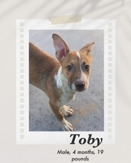 Toby, an adoptable Basenji, Cattle Dog in Puerto Penasco, SON, 83550 | Photo Image 3