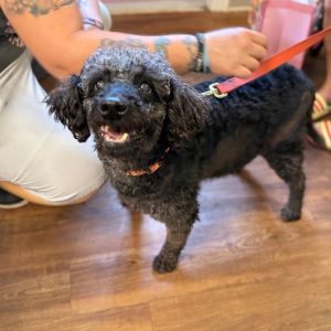 Jada, Senior Female Poodle