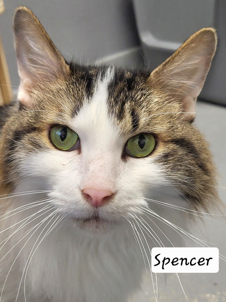 Spencer
