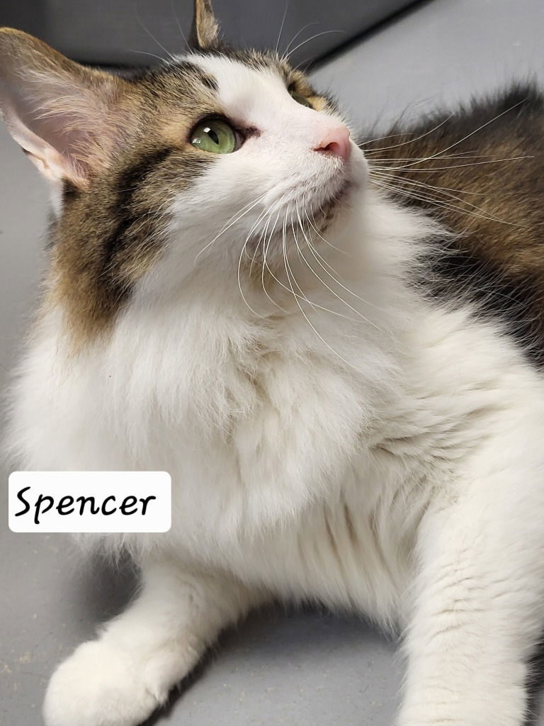 Spencer