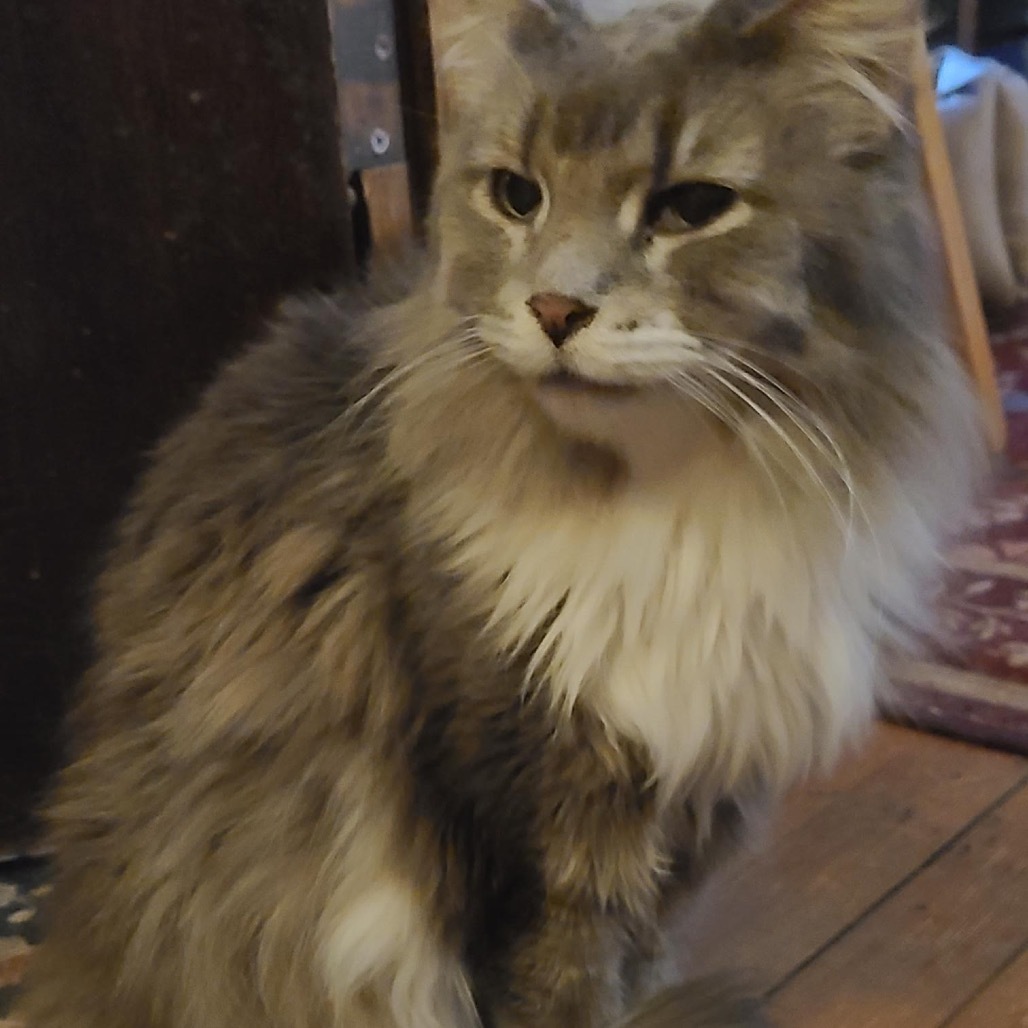 Gracie