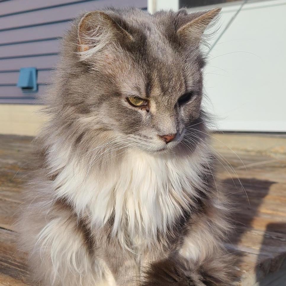 Gracie