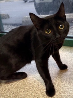 Jazz, Adult Male Domestic Short Hair