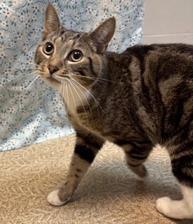 Rodney, Adult Male unknown