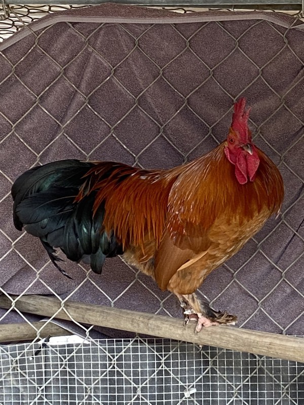 Sylvester