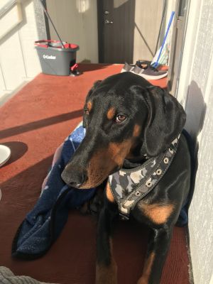 Sky Doberman Pinscher Dog