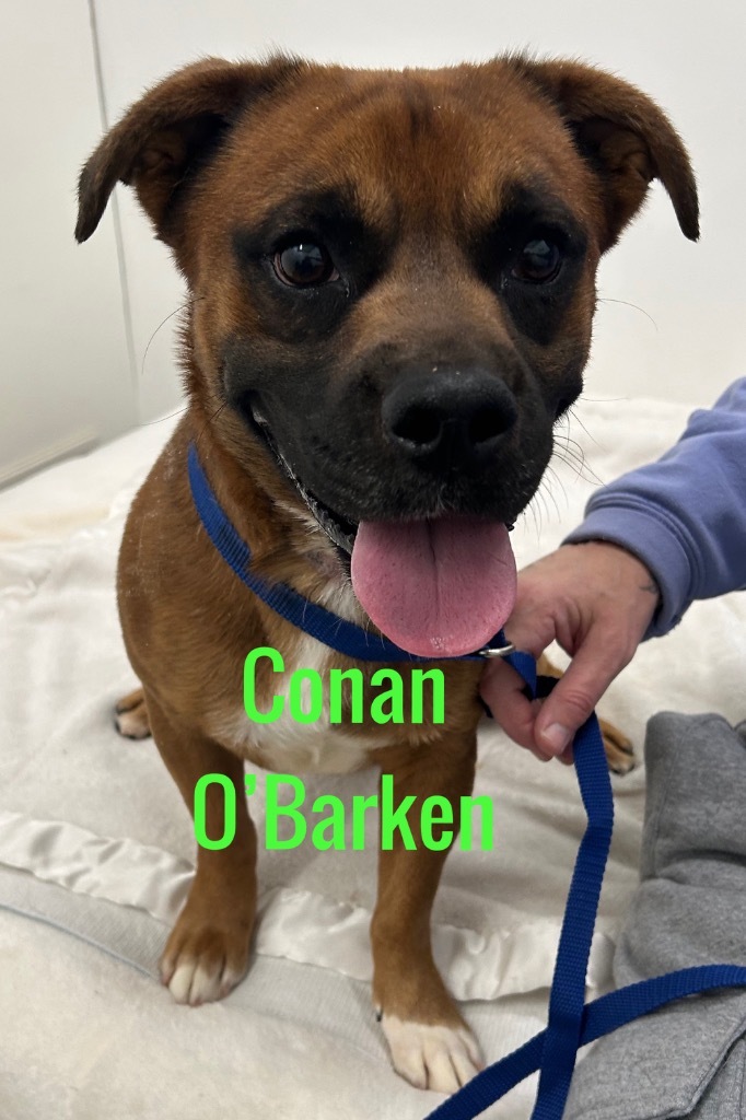 Conan OBarken