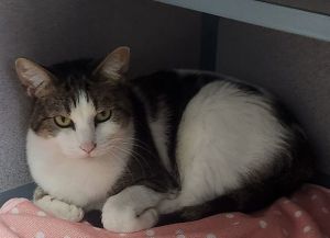 Boo, Adult Female Domestic Short Hair