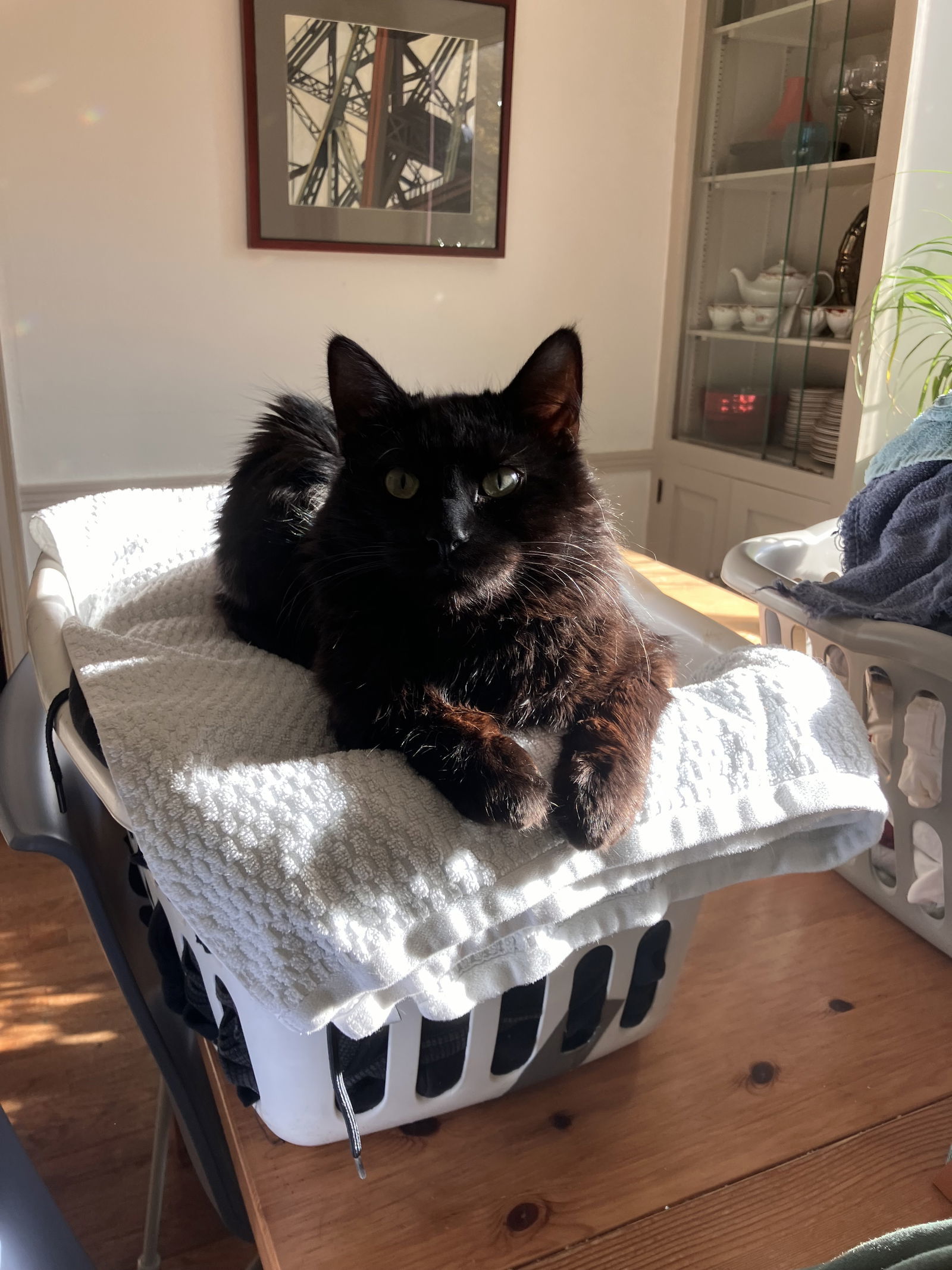 Casey (Sudds), an adoptable Domestic Medium Hair in Kohler, WI, 53044 | Photo Image 1