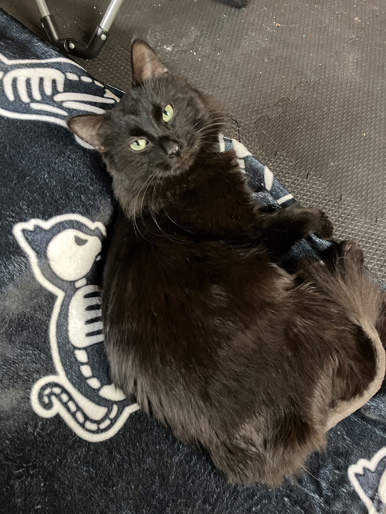 Casey (Sudds), an adoptable Domestic Medium Hair in Kohler, WI, 53044 | Photo Image 2