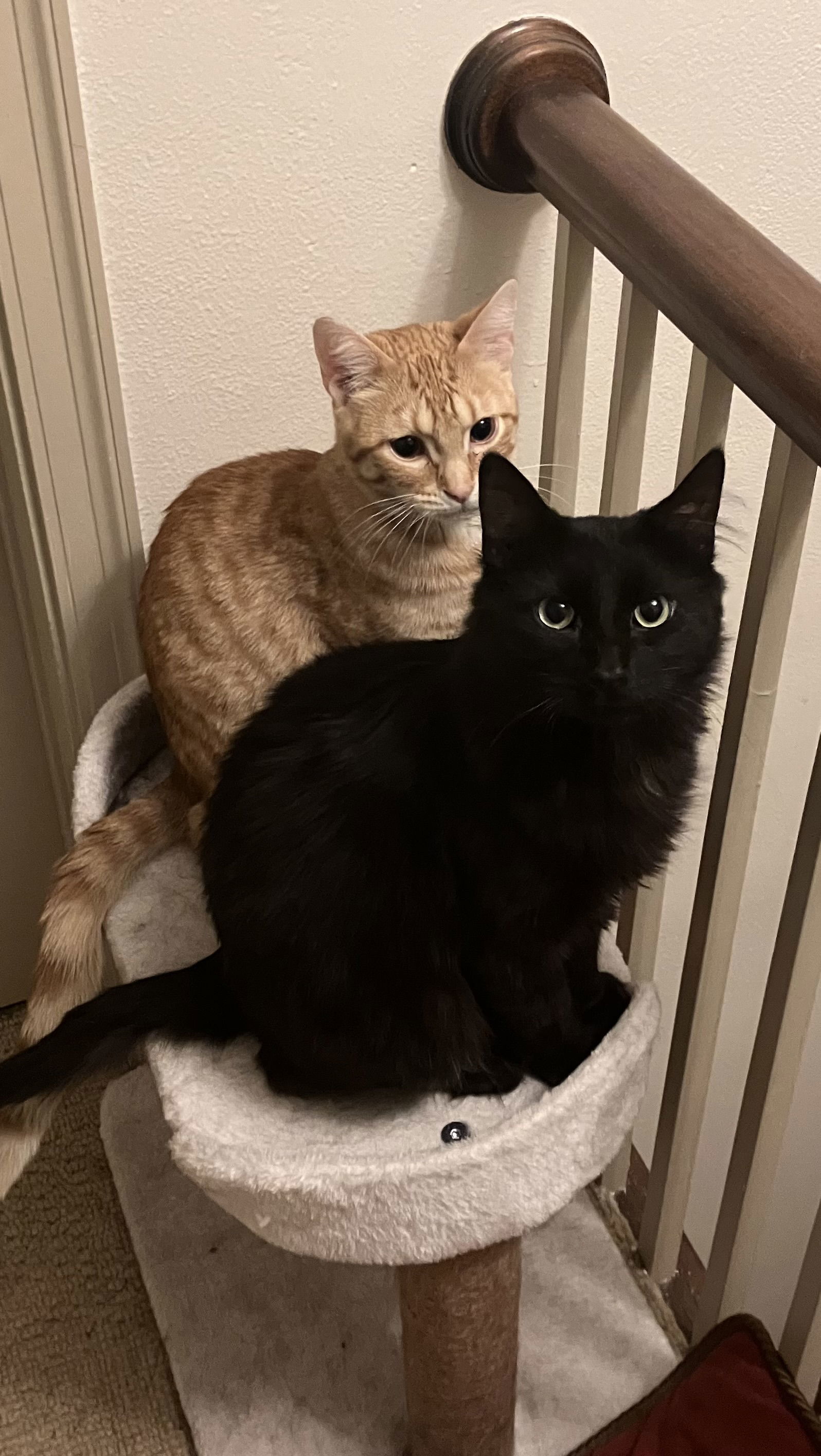 Casey (Sudds), an adoptable Domestic Medium Hair in Kohler, WI, 53044 | Photo Image 3