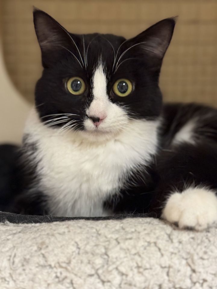 Samantha Napa Petco 1