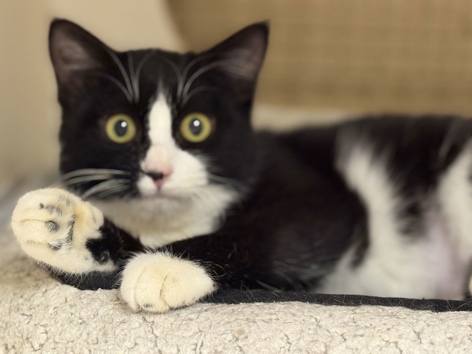 Samantha Napa Petco