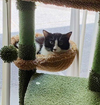 Samantha Napa Petco