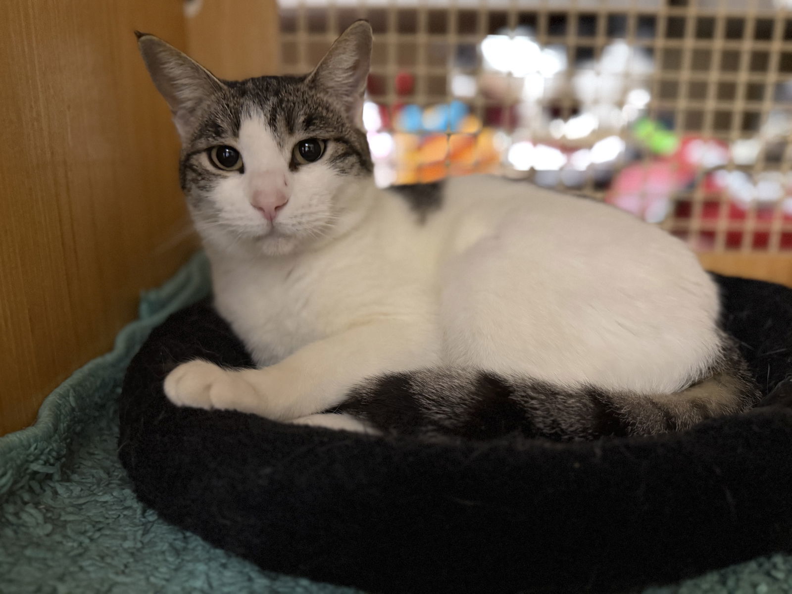 Maybelline Napa petco