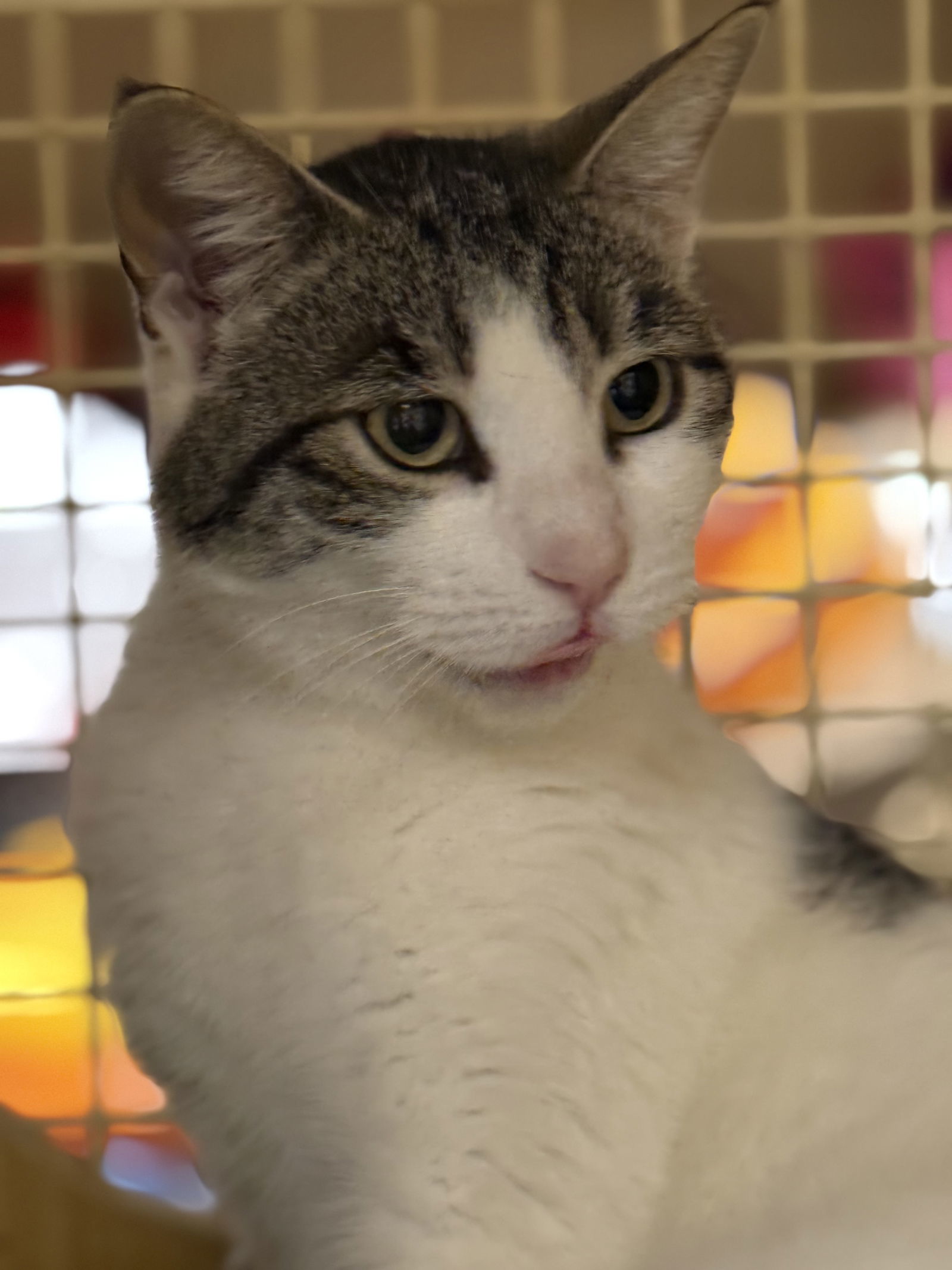 Maybelline Napa petco