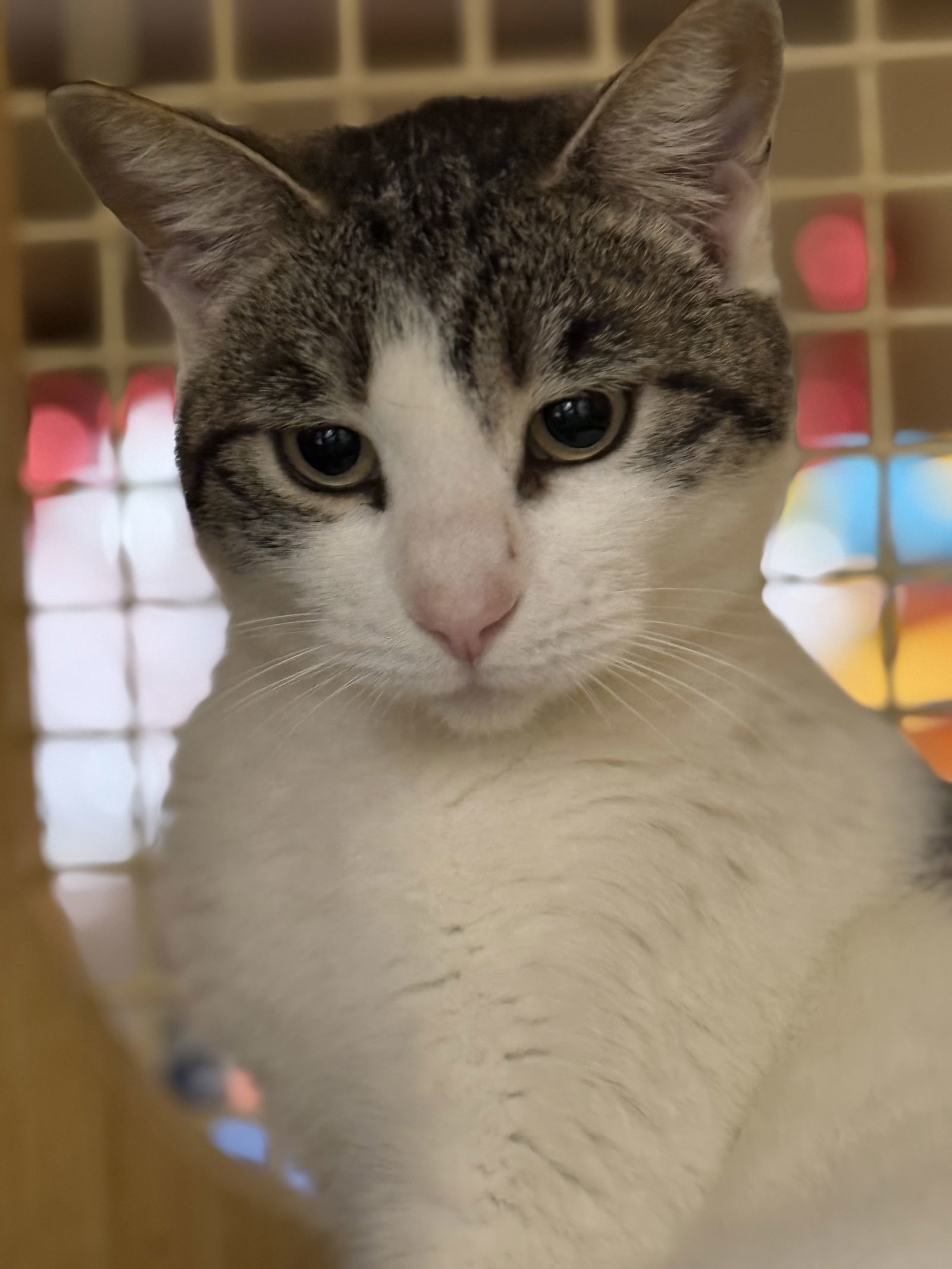 Maybelline Napa petco