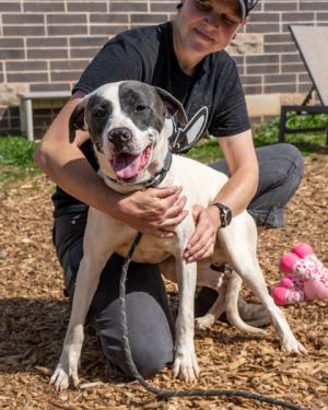 Remus- IN FOSTER Mixed Breed Dog