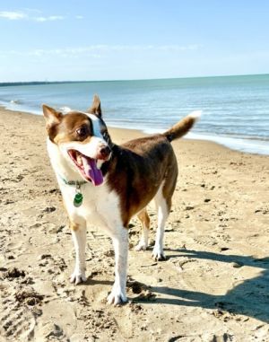 Taz, Adult Male Chihuahua