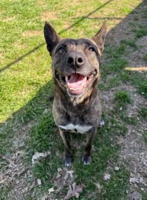 Madame, Adult Female Mixed Breed