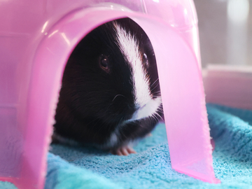 Oreo