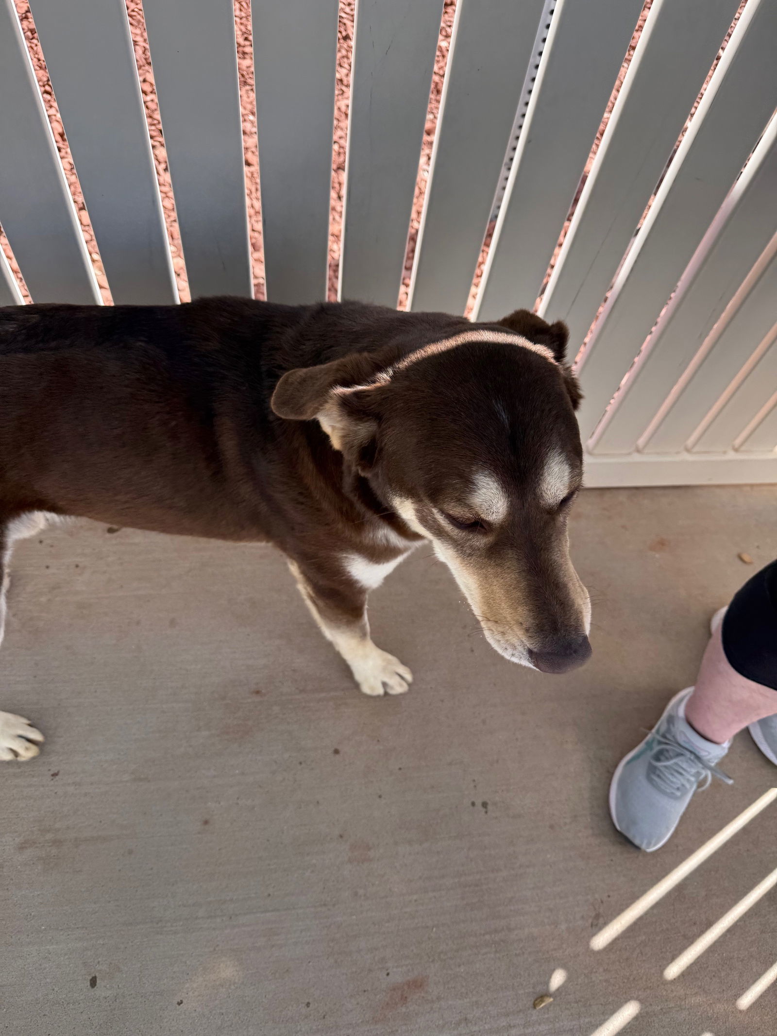 Courage, an adoptable Siberian Husky, Labrador Retriever in Cedar Crest, NM, 87008 | Photo Image 1