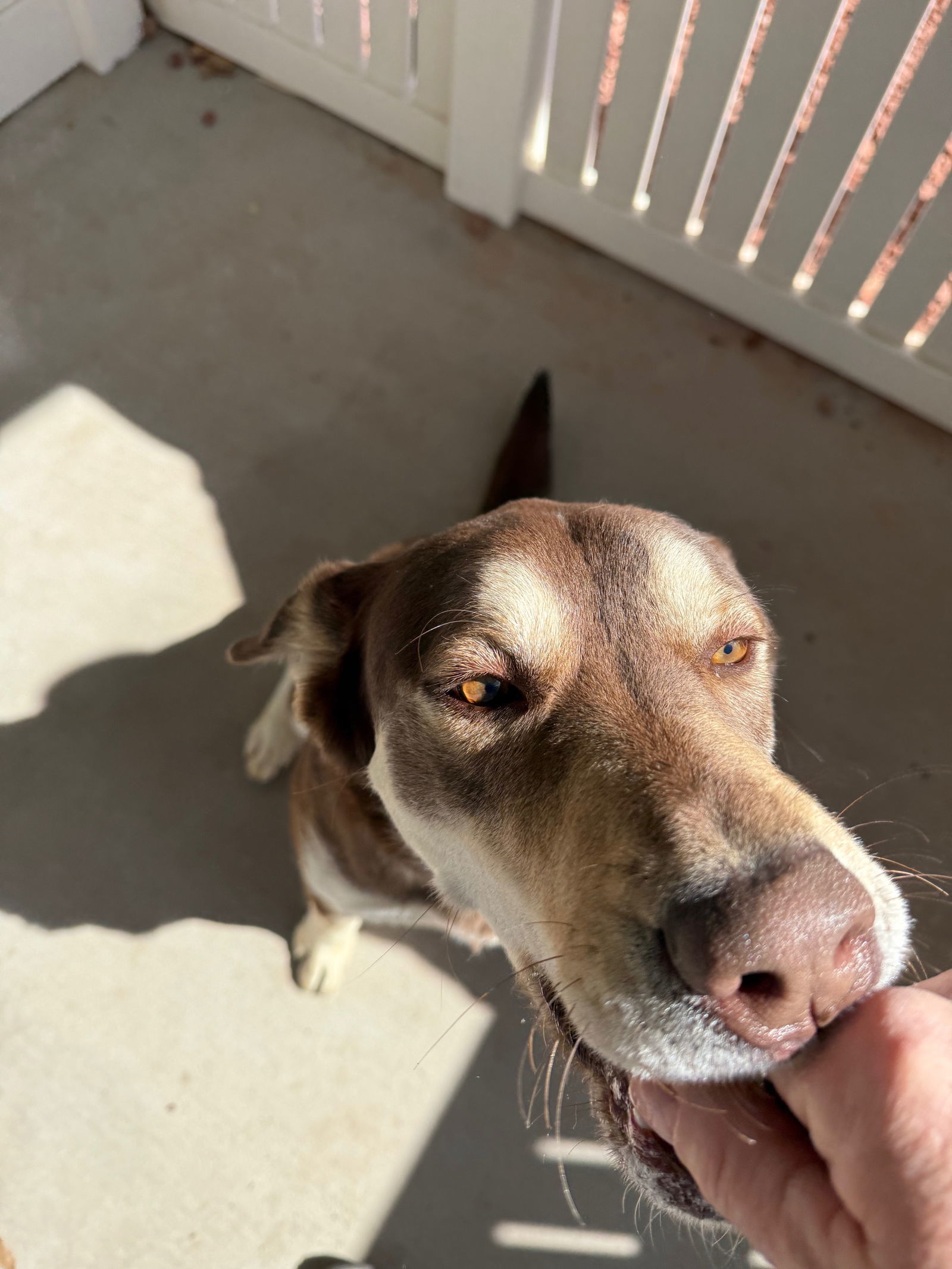 Courage, an adoptable Siberian Husky, Labrador Retriever in Cedar Crest, NM, 87008 | Photo Image 2