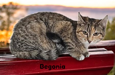 Begonia