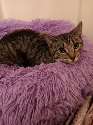 Birdie, Adult Female Tabby