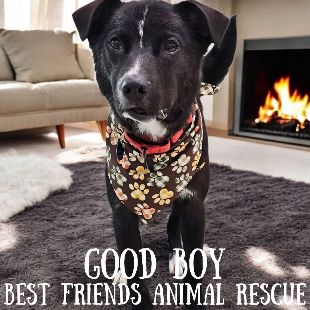 Good Boy, an adoptable Labrador Retriever in Wasilla, AK, 99654 | Photo Image 1