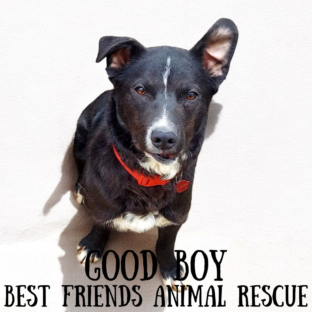 Good Boy, an adoptable Labrador Retriever in Wasilla, AK, 99654 | Photo Image 2