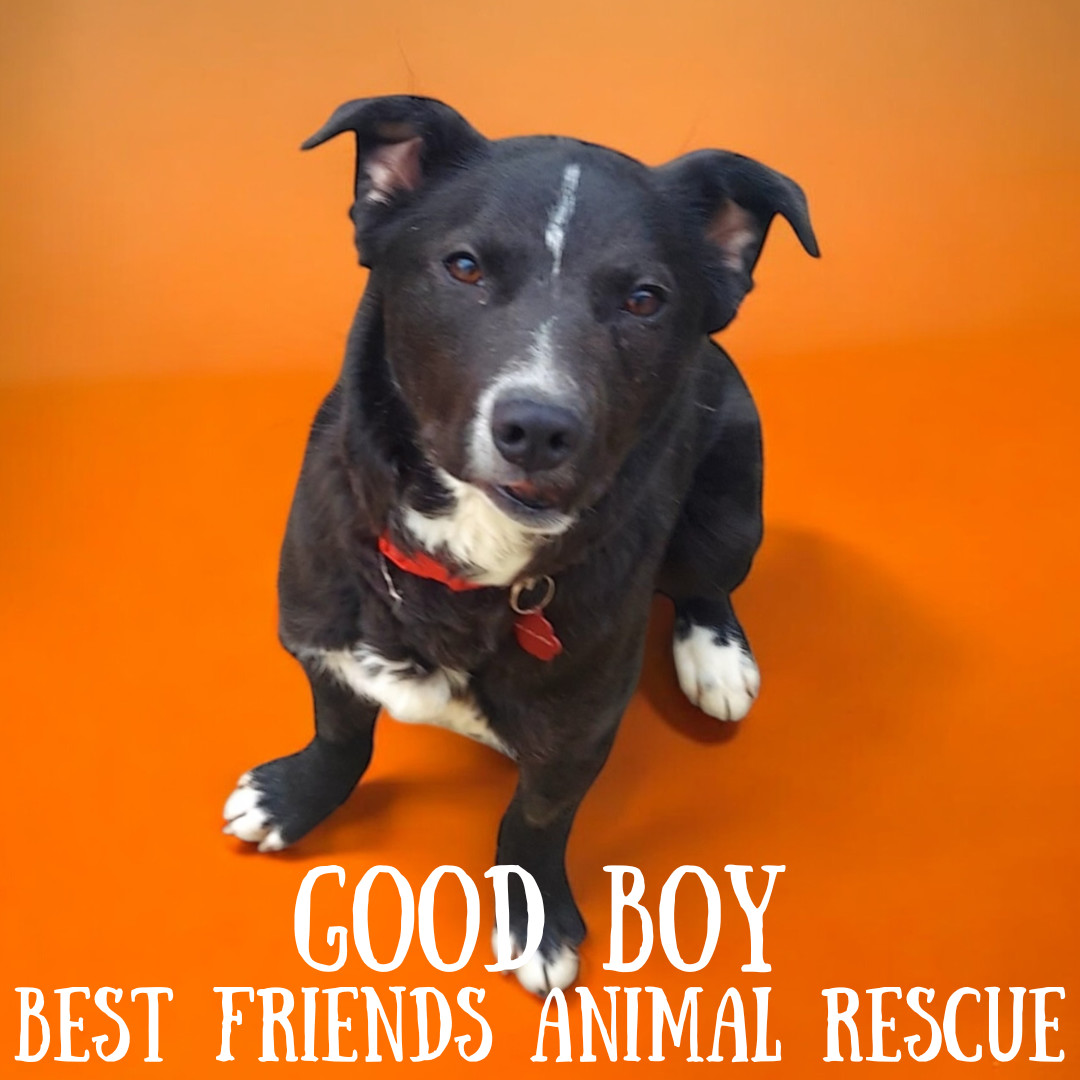 Good Boy, an adoptable Labrador Retriever in Wasilla, AK, 99654 | Photo Image 3