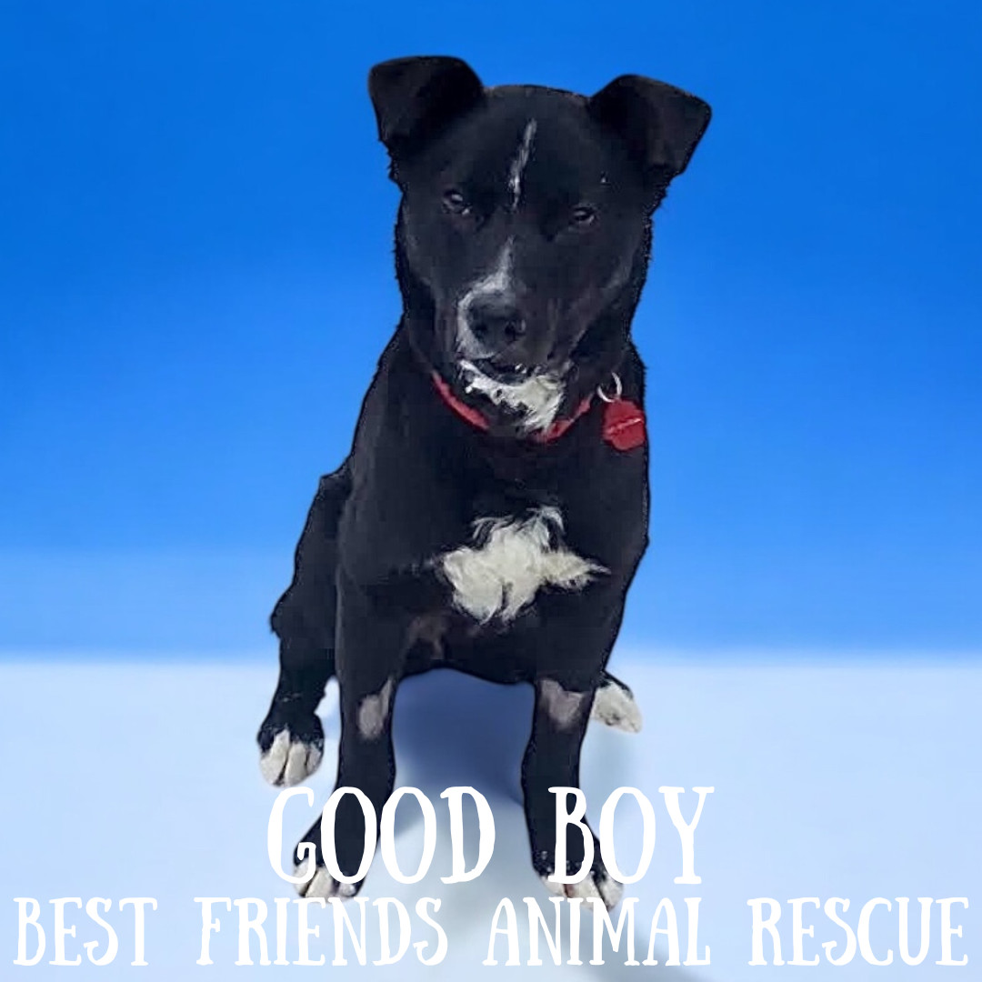 Good Boy, an adoptable Labrador Retriever in Wasilla, AK, 99654 | Photo Image 4