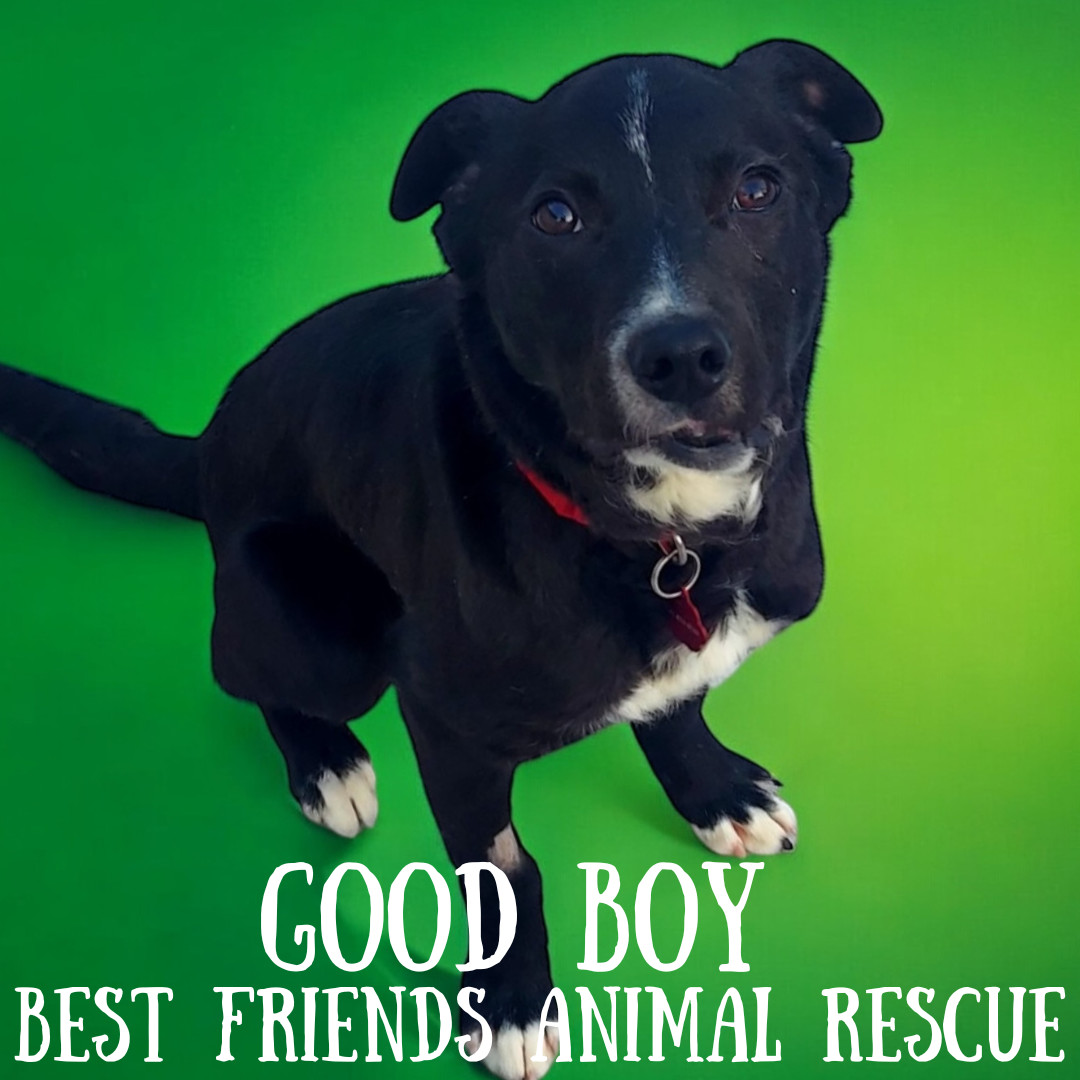 Good Boy, an adoptable Labrador Retriever in Wasilla, AK, 99654 | Photo Image 5