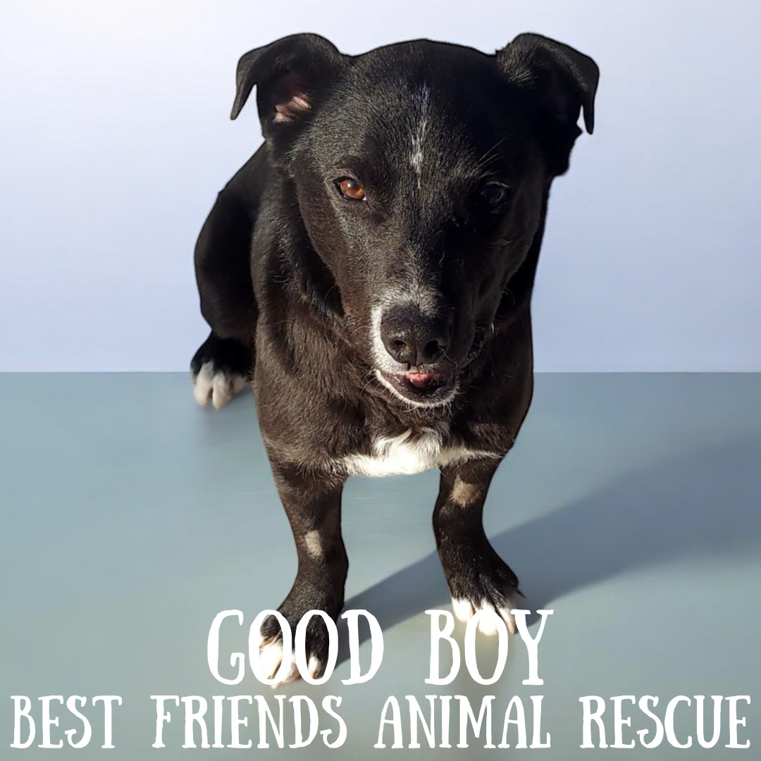 Good Boy, an adoptable Labrador Retriever in Wasilla, AK, 99654 | Photo Image 6