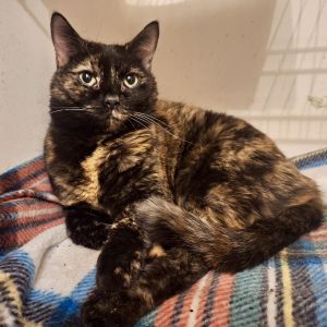 Sassy isnt so sassy Shes sweet and takes a minute to warm up Shes a curious girl who will be