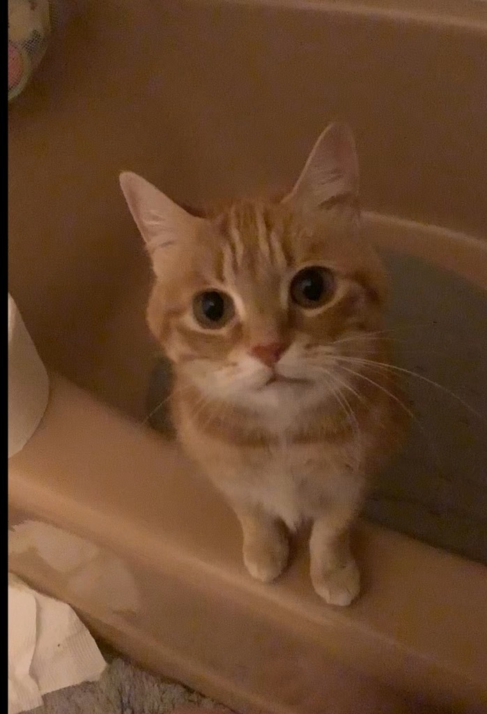 Muffin
